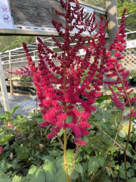 Tawułka chińska- Astilbe chinensis 'Cardinal' (W)