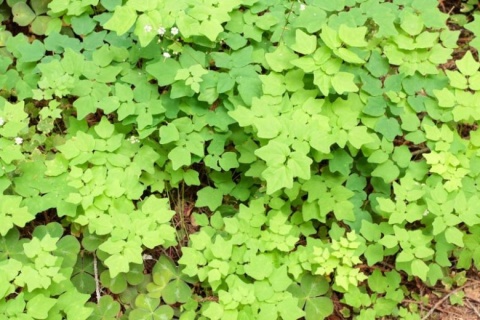 Vancouveria hexandra (L)