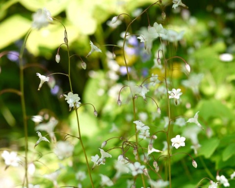 Vancouveria hexandra (L)