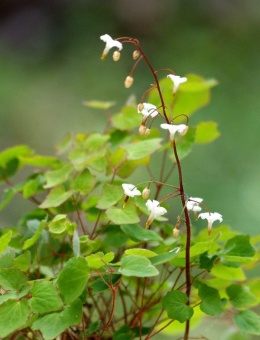 Vancouveria hexandra (W)