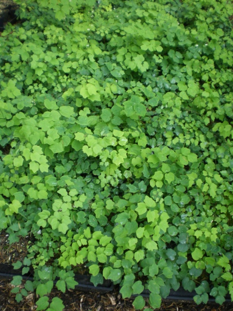 Vancouveria hexandra (W)