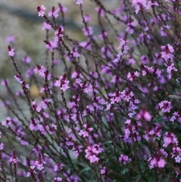 Werbena officinalis Bampton (L)