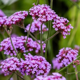 Werbena patagońska- Verbena bonarensis 'Lolipop' (W)