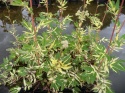 Wiązówka błotna - Filipendula ulmaria Veriegata (GK)