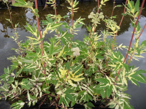 Wiązówka błotna - Filipendula ulmaria Veriegata (GK)