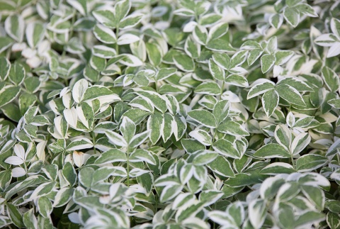 Wielosił błękitny- Polemonium rep. 'Touch of Class' (W)