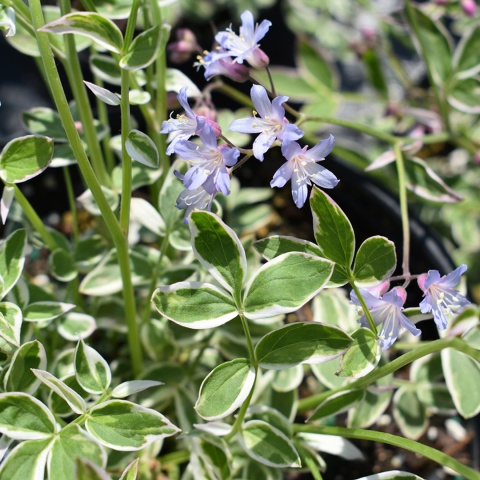 Wielosił błękitny- Polemonium rep. 'Touch of Class' (W)