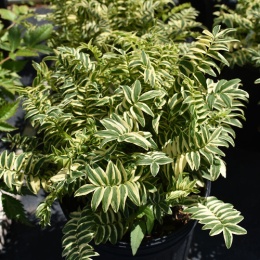 Wielosił błękitny- Polemonium rep. 'Touch of Class' (L)