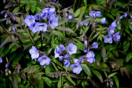 Wielosił błękitny- Polemonium reptans 'Heaven Scent' (W)