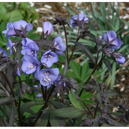 Wielosił błękitny- Polemonium reptans 'Heaven Scent' (L)