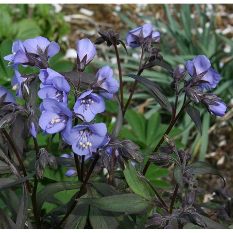 Wielosił błękitny- Polemonium reptans 'Heaven Scent' (L)