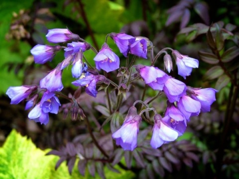 Wielosił błękitny- Polemonium reptans 'Heaven Scent' (L)
