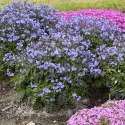 Wielosił błękitny- Polemonium reptans 'Heaven Scent' (L)