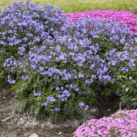 Wielosił błękitny- Polemonium reptans 'Heaven Scent' (L)