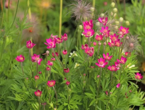Zawilec wielosieczny- Anemone multifida 'Rubra' (W)