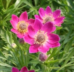 Zawilec wielosieczny- Anemone multifida 'Rubra' (W)