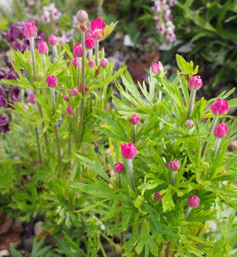 Zawilec wielosieczny- Anemone multifida 'Rubra' (W)