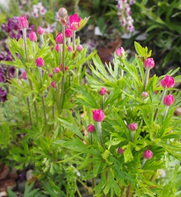 Zawilec wielosieczny- Anemone multifida 'Rubra' (L)