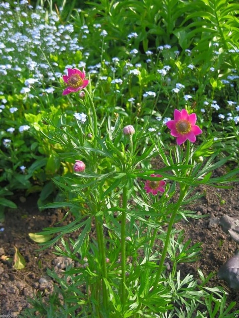 Zawilec wielosieczny- Anemone multifida 'Rubra' (L)