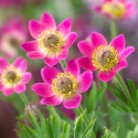 Zawilec wielosieczny- Anemone multifida 'Rubra' (L)