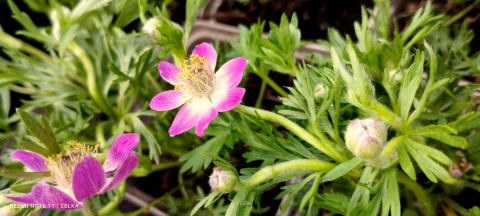 Zawilec wielosieczny- Anemone multifida 'Rubra' (L)