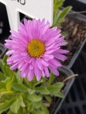 Aster alpejski- Aster alpinus 'Happy End' (W)