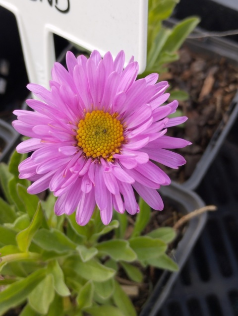 Aster alpejski- Aster alpinus 'Happy End' (W)