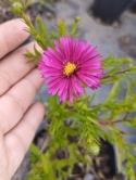Aster nowoangielski- Aster novae-angliae 'Andenken am Alma Pötschke' (W)