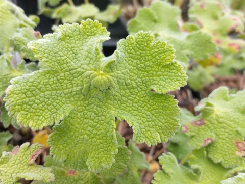 Bodziszek Renarda- Geranium renardii 'Zetterlund' (L)