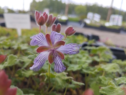 Bodziszek Renarda- Geranium renardii 'Zetterlund' (L)