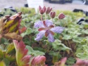 Bodziszek Renarda- Geranium renardii 'Zetterlund' (L)