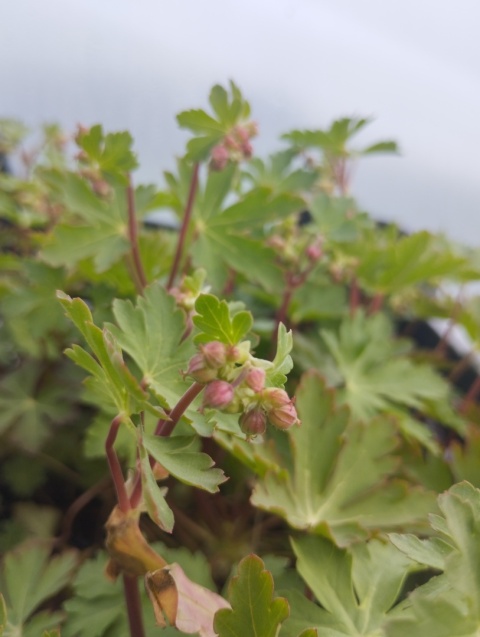 Bodziszek kantabryjski- Geranium cantabrigiense 'Crystal Rose' (W)
