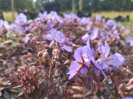 Bodziszek łąkowy- Geranium pratense 'Hocus Pocus' (L)