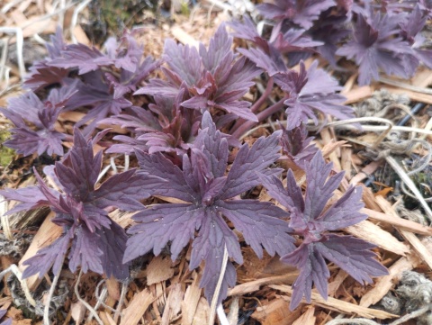 Bodziszek łąkowy- Geranium pratense 'Hocus Pocus' (W)
