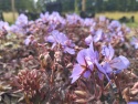 Bodziszek łąkowy- Geranium pratense 'Hocus Pocus' (W)