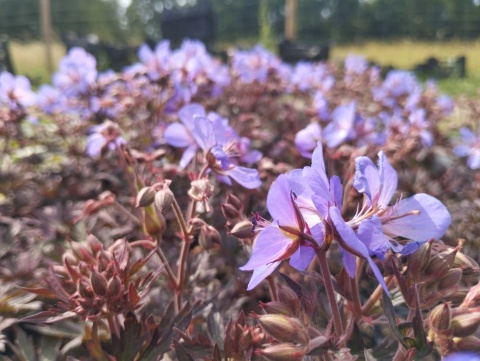 Bodziszek łąkowy- Geranium pratense 'Hocus Pocus' (W)
