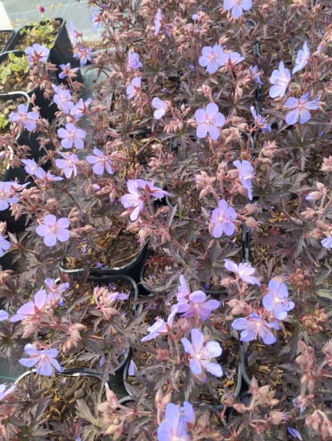Bodziszek łąkowy- Geranium pratense 'Hocus Pocus' (W)