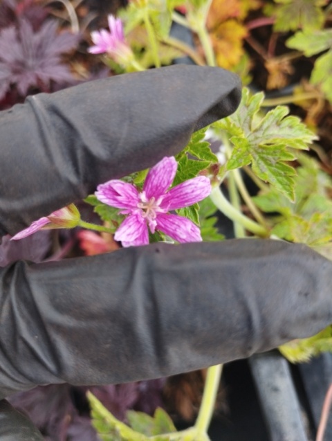 Bodziszek oksfordzki- Geranium oxonianum 'Sue Cox' (L)