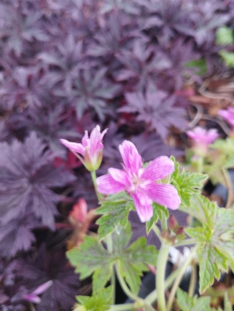 Bodziszek oksfordzki- Geranium oxonianum 'Sue Cox' (L)