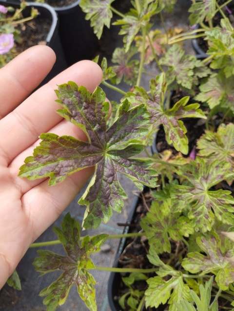 Bodziszek oksfordzki- Geranium oxonianum 'Sue Cox' (L)