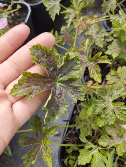 Bodziszek oksfordzki- Geranium oxonianum 'Sue Cox' (W)