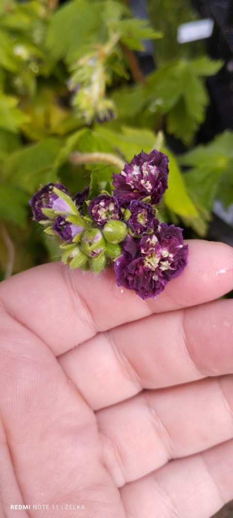 Bodziszek żałobny 'Joseph Green' (W)