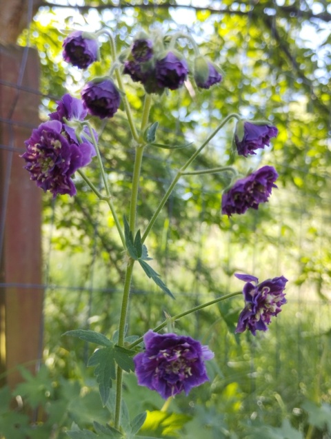 Bodziszek żałobny 'Joseph Green' (W)