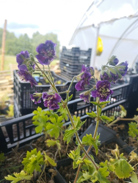 Bodziszek żałobny 'Joseph Green' (W)