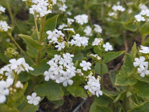 Brunnera 'Betty Bowring' (W)