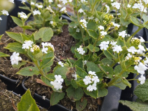 Brunnera 'Betty Bowring' (W)