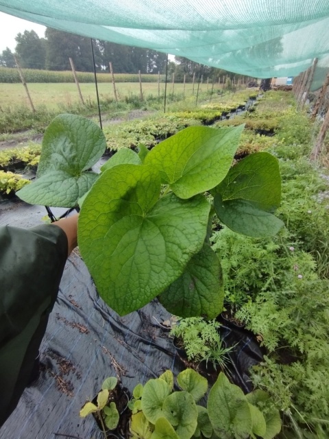 Brunnera 'Betty Bowring' (W)