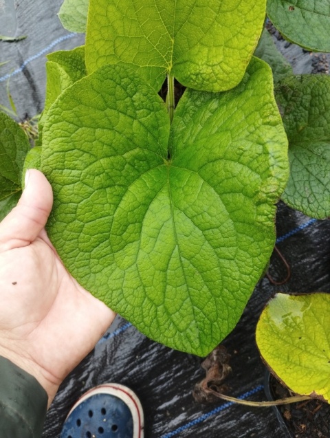 Brunnera 'Betty Bowring' (W)
