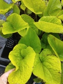 Brunnera 'Diane's Gold' (W)
