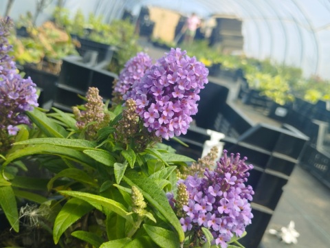 Buddleja 'Butterfly Candy Little Lila' (L)
